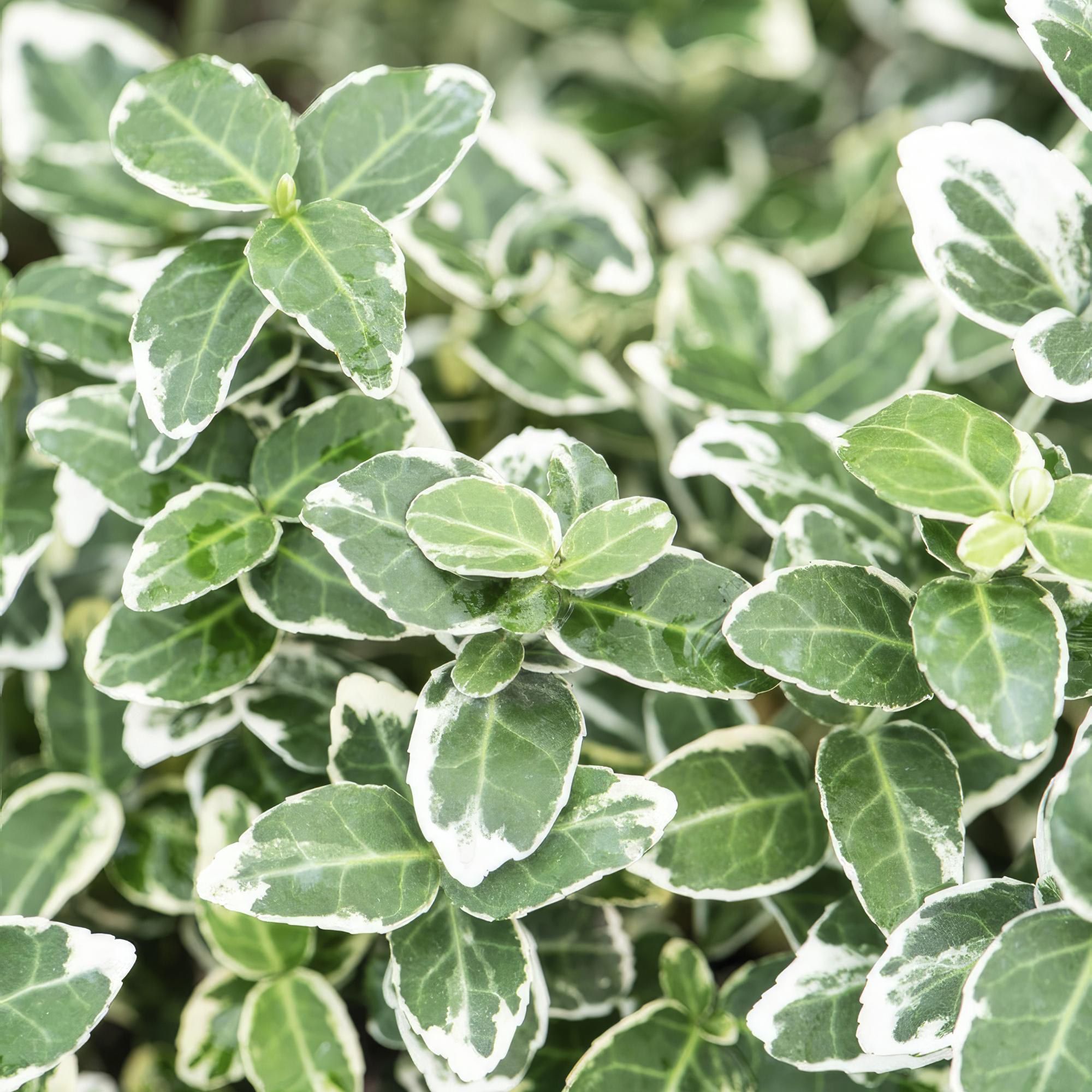 6x Euonymus fort. 'Emerald Gaiety' - ↕10-25cm - Ø9cm