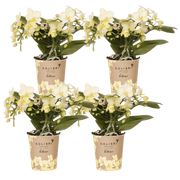 Kolibri Orchids | Combi Deal - 4 Gele Phalaenopsis Orchideeën Botanic Yellow - Ø9 cm