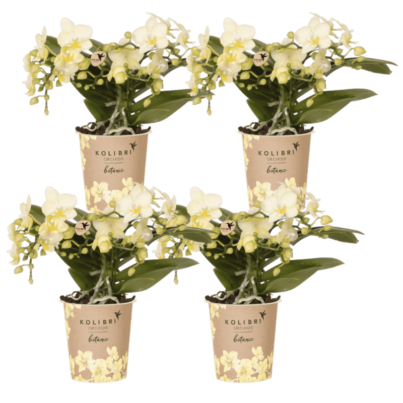 Kolibri Orchids | Combi Deal - 4 Gele Phalaenopsis Orchideeën Botanic Yellow - Ø9 cm