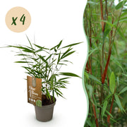 Fargesia Asian Wonder - Niet Woekerende Bamboe - Bladhoudend - Groen - 4 Planten - Pot 14 cm - Hoogte 35 cm