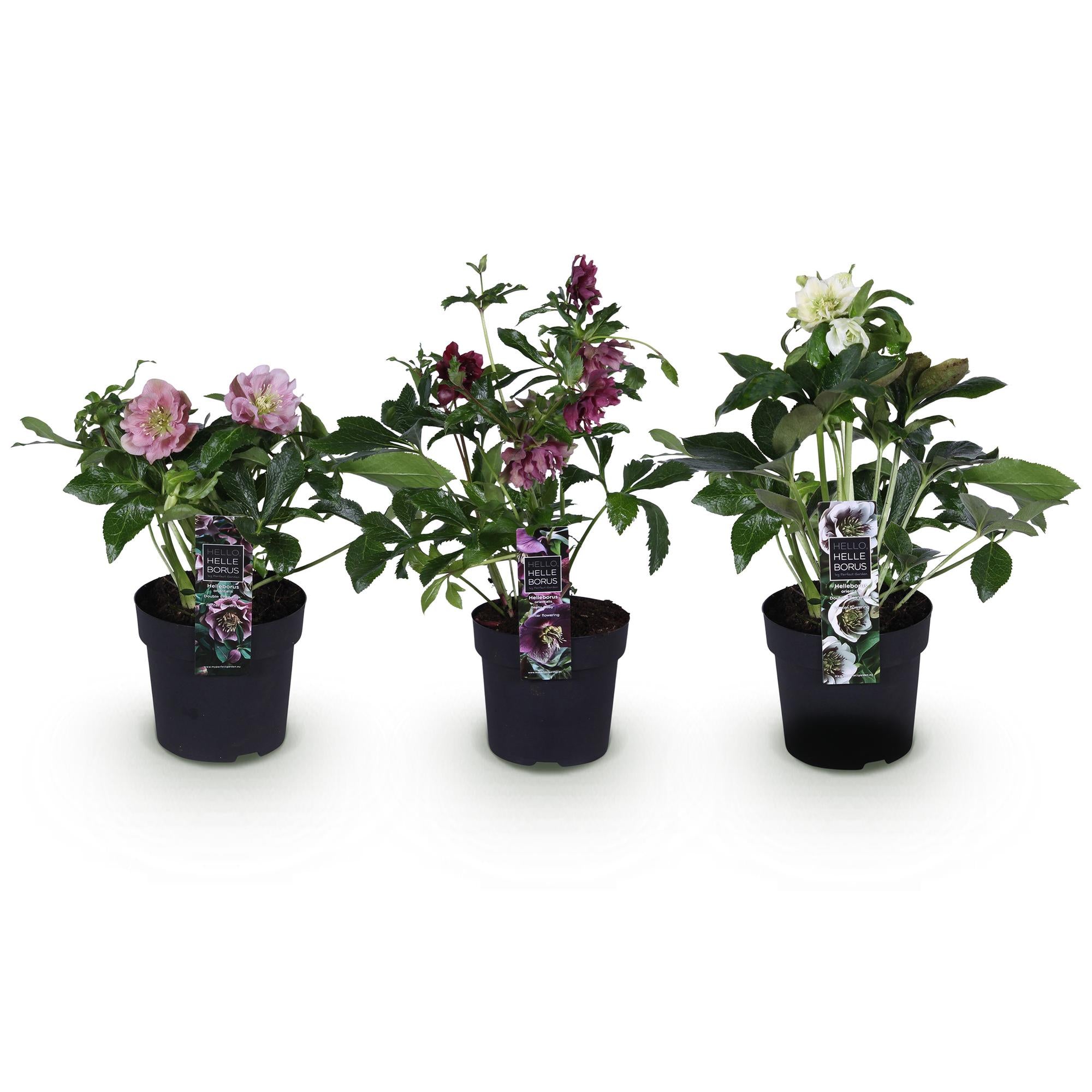 Lenten Rose - Helleborus orientalis Double Tricolour - Roze - Rode - Witte Bloem -3 Planten - Groenblijvend - Pot 14cm Hoogte 35cm