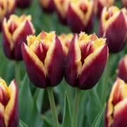 15x Tulipa My Favourite Topping - Bloembollen - Tulp Mijn Favoriete Topping - Diversen - Voorjaarsbloeier - Bolmaat 11/12