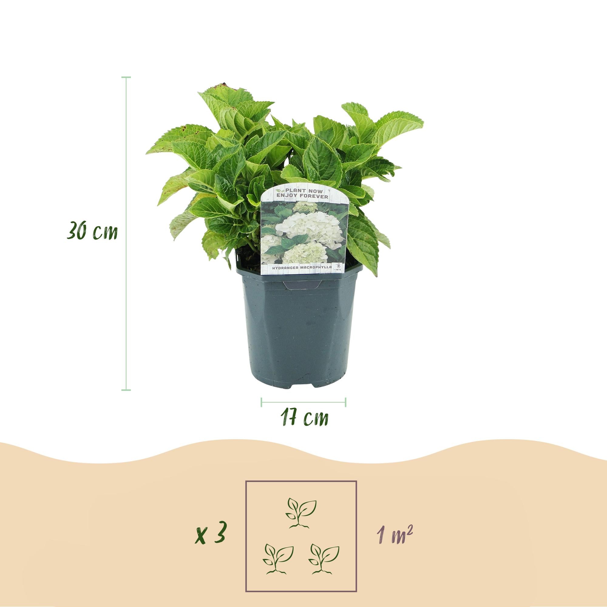 Hortensia - Hydrangea macrophylla Wit - Bloem Wit - 3 Planten - 1 m2 - Bladverliezend - Weinig Onderhoud - Pot 17cm Hoogte 30cm