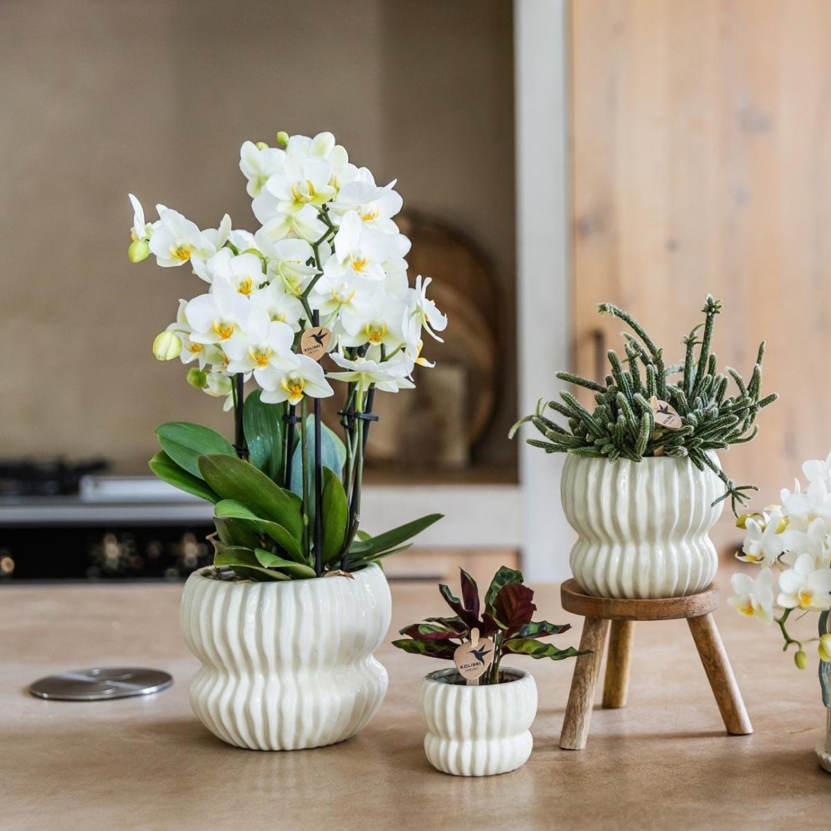 Kolibri Orchids | Combi Deal - 2 Witte Phalaenopsis Orchideeën Blossom Lausanne - Ø12 cm