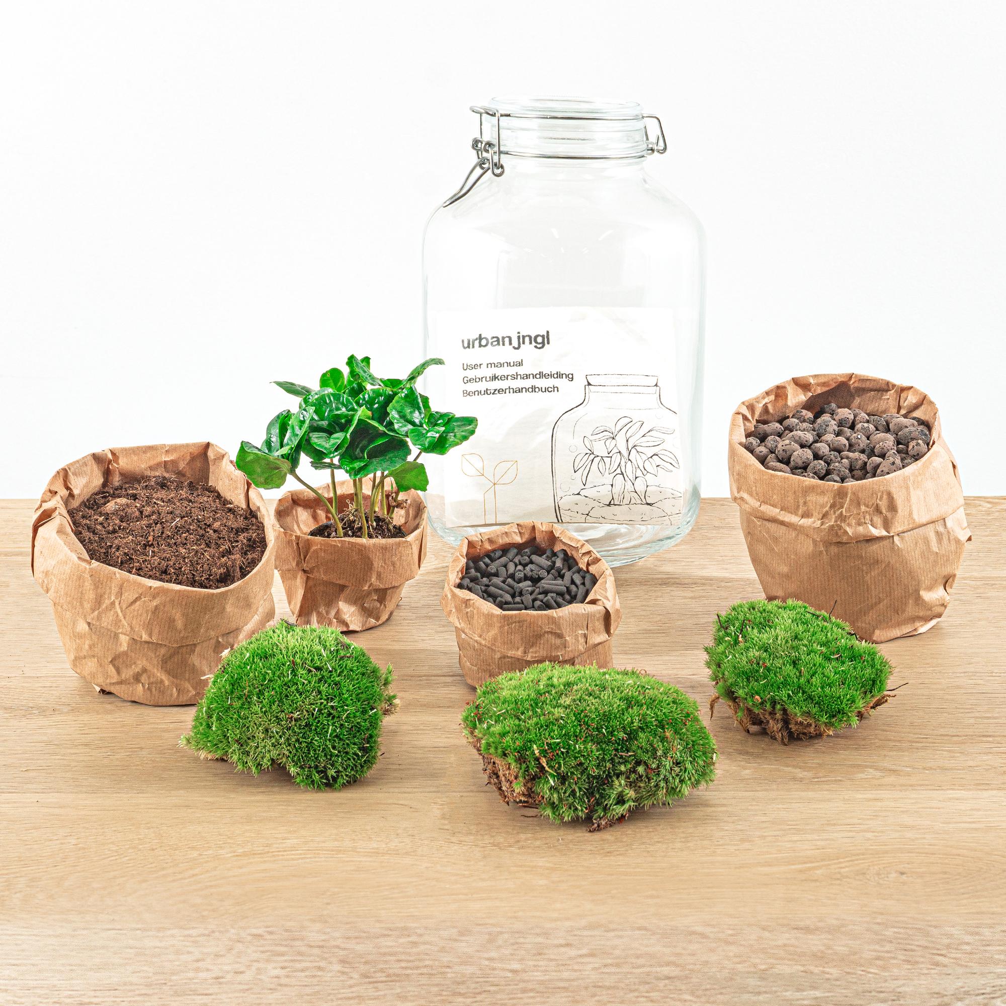 DIY-Terrarium - Glas - Coffea Arabica - ↕ 28 cm - Rechen + Schaufel