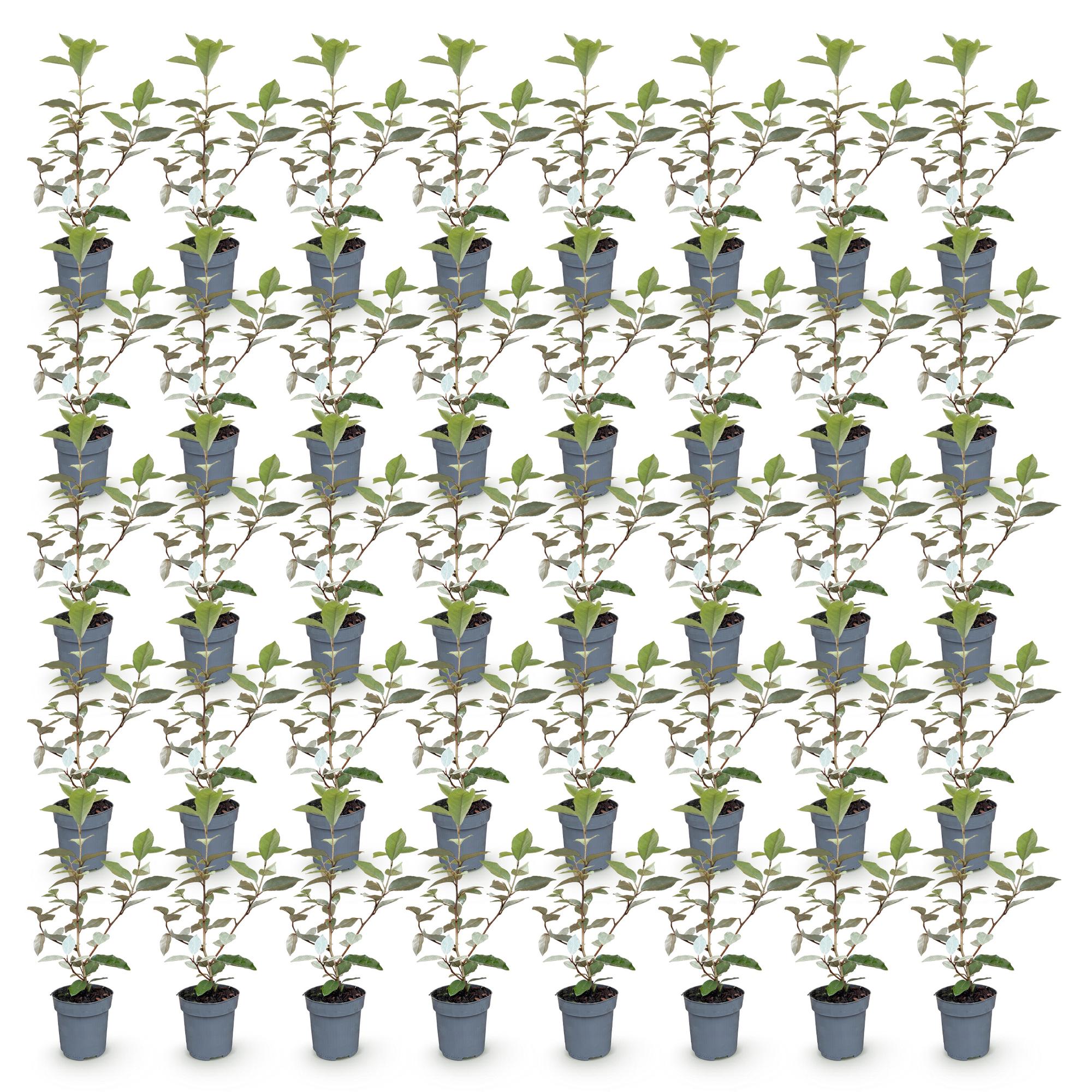 Eleagnus ebbingei Compacta - Olijfwilg 40x - Haagplanten - Groenblijvend - Grijs - Pot 9cm - Hoogte 25-35cm