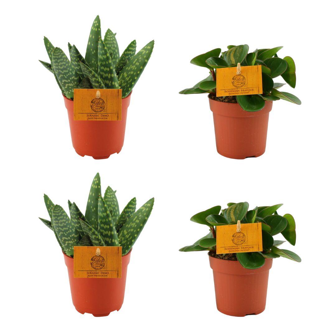 2x Aloe Paradisicum + 2x Peperomia Obtipan Green - 4 pezzi - Ø10,5cm - ↕10cm