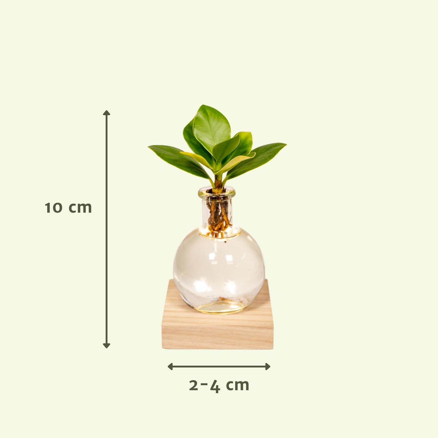 Clusia en verre de Samoa avec éclairage LED - Ø4cm - ↕10cm