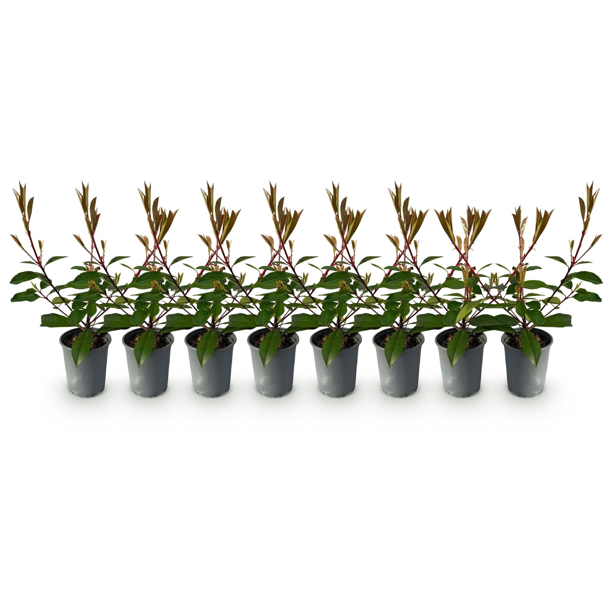 Photinia fraseri Red Robin - blad rood groen  - 8 planten - 1 strekkende meter - groenblijvend - pot 9cm hoogte 30-35cm