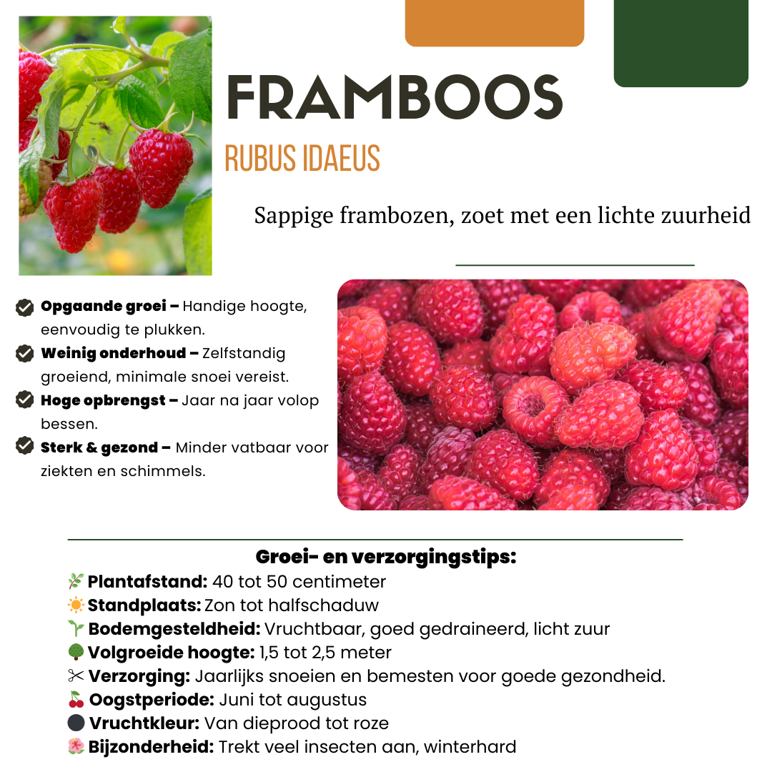 3 plants de framboisiers bio - Ø 13 cm - ↨ 20 cm