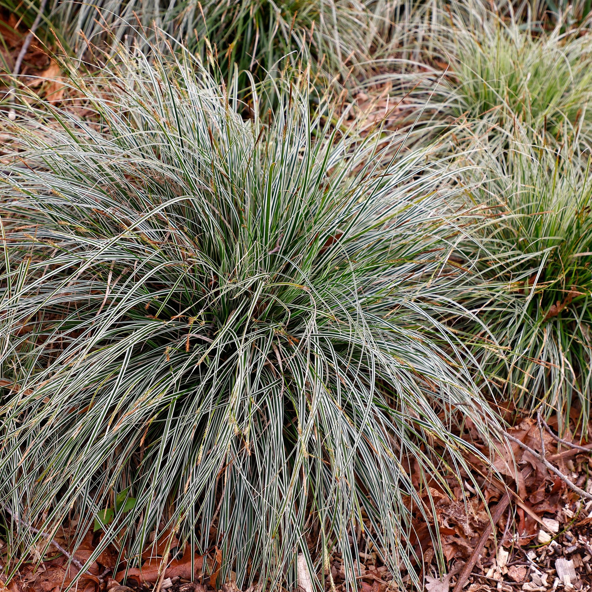 Green boutiQ – Ziergräser – Carex oshimensis Everest – Weiß und Grün – 2 Pflanzen – Immergrün – Pflegeleicht – Topf 17 cm, Höhe 50 cm