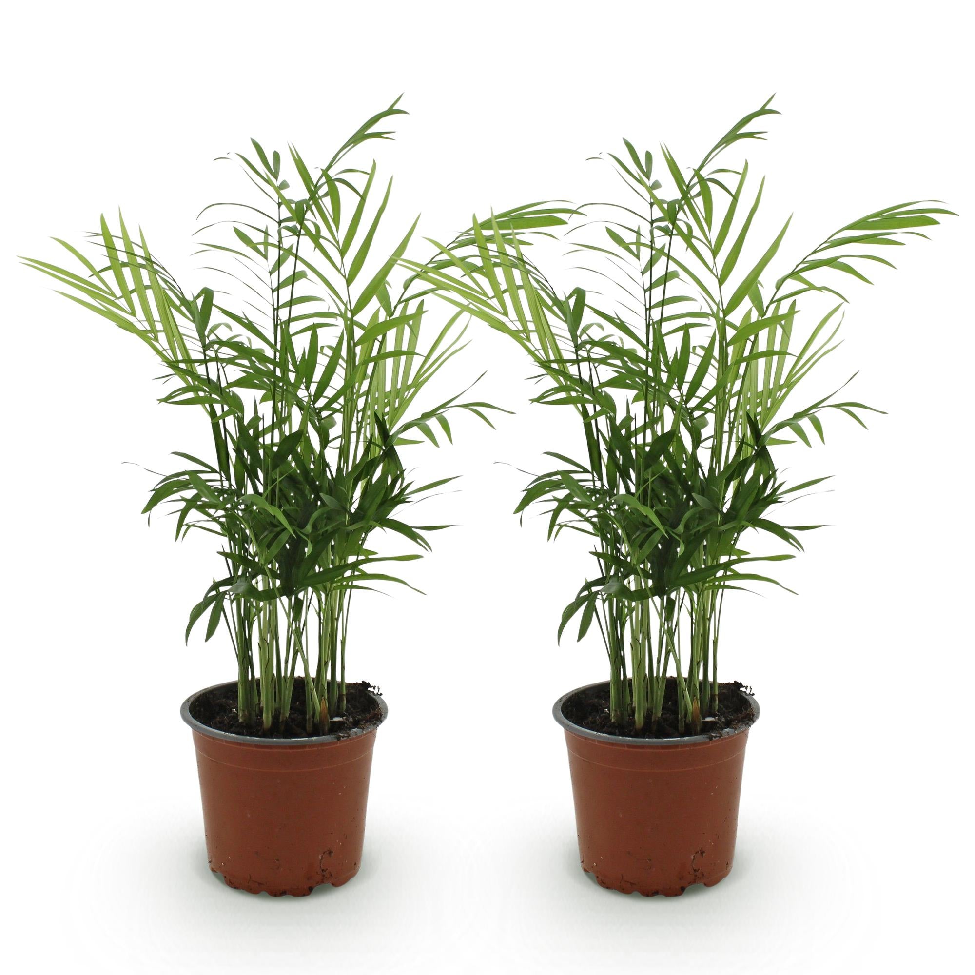 Chamaedorea elegans - Goudpalm - Huisdiervriendelijk - Groen - 2 Planten - Pot 12cm - Hoogte 35-40cm