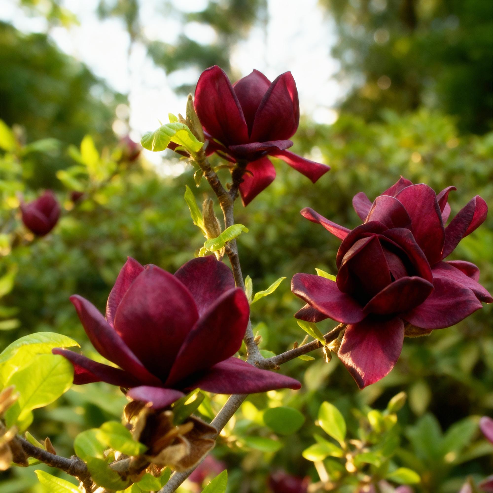 Magnolia Genie - Bloem Paars - 3 Planten - Bladverliezend - Weinig Onderhoud - Pot 12cm Hoogte 30cm