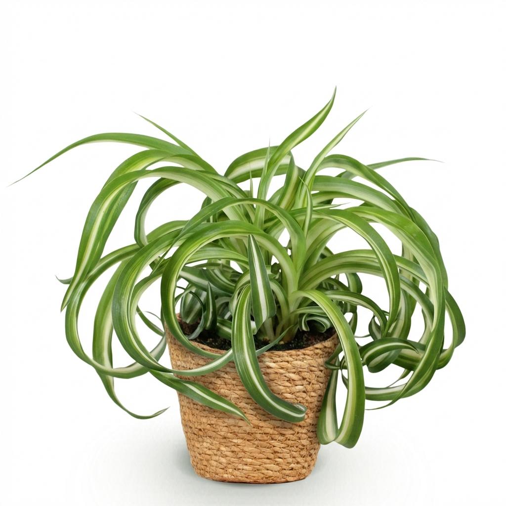 Chlorophytum comosum Bonnie - Krullende Graslelie - Huisdiervriendelijke Plant - 1 Plant - met Mand - Pot 12cm - Hoogte 20cm