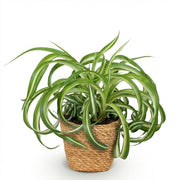 Chlorophytum comosum Bonnie - Krullende Graslelie - Huisdiervriendelijke Plant - 1 Plant - met Mand - Pot 12cm - Hoogte 20cm