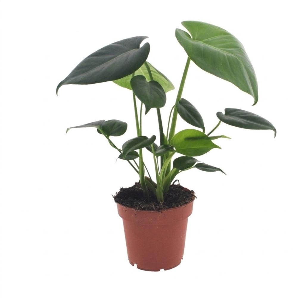 Monstera Deliciosa - Gatenplant - Pot 12cm - Hoogte - 30cm