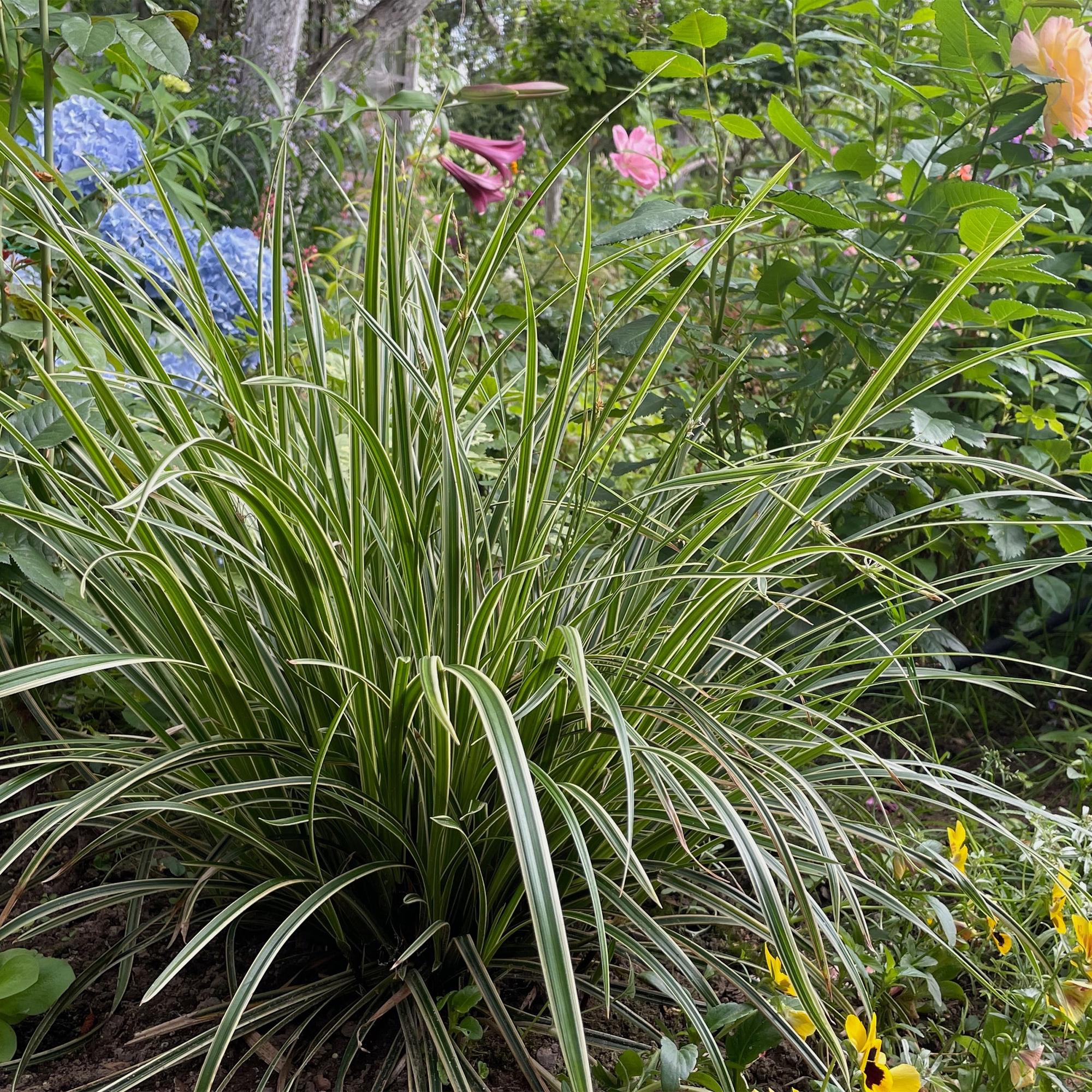 Carex morrowii Ice Dance  - Wit & Groen - 4 Planten - Bladhoudend - Weinig Onderhoud - Pot 17cm Hoogte 50cm