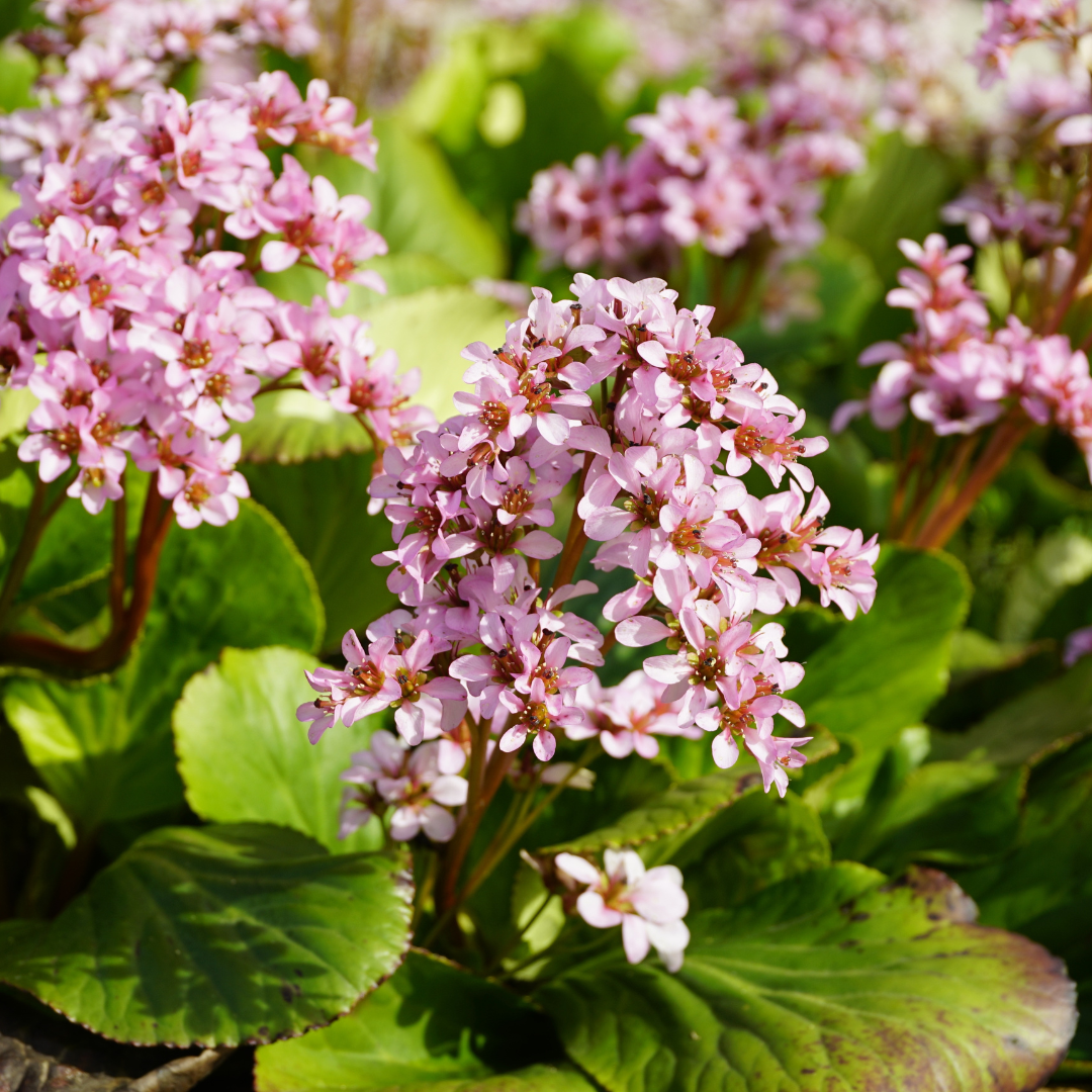 12x Bergenia cordifolia - ↕10-25cm - Ø9cm