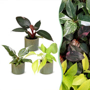 Baby Philodendron Tricolour 3x - Wit - Roze - Geel - Groen - Tropisch - incl. Linnea Olive - Ø6cm - ↕10-15cm