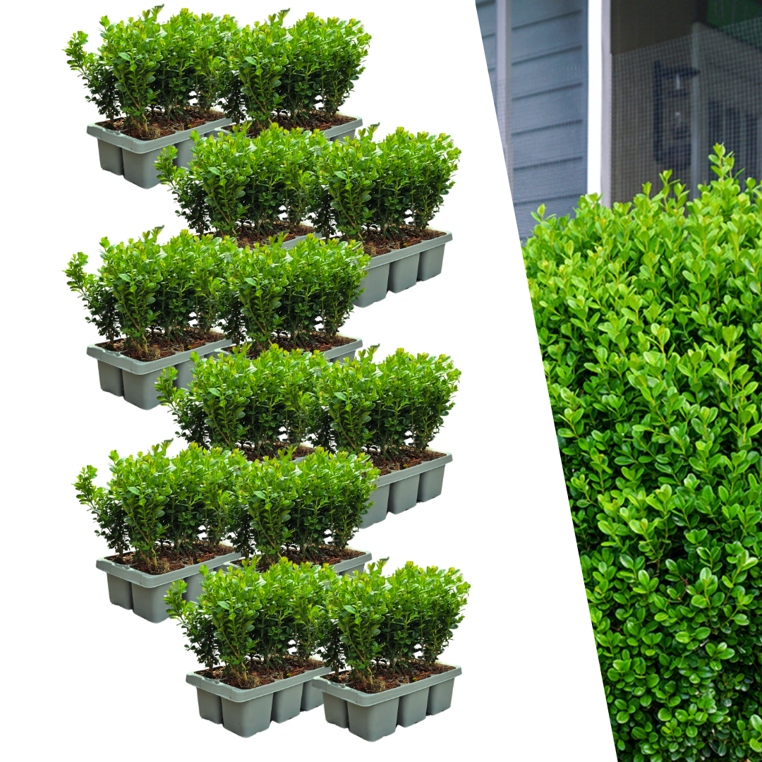 12 x 6er-Pack Buxus NewGen Freedom – Winterharte, immergrüne Sträucher 72 x Ø7 cm - ↕15 cm | Kompakter Buchsbaum