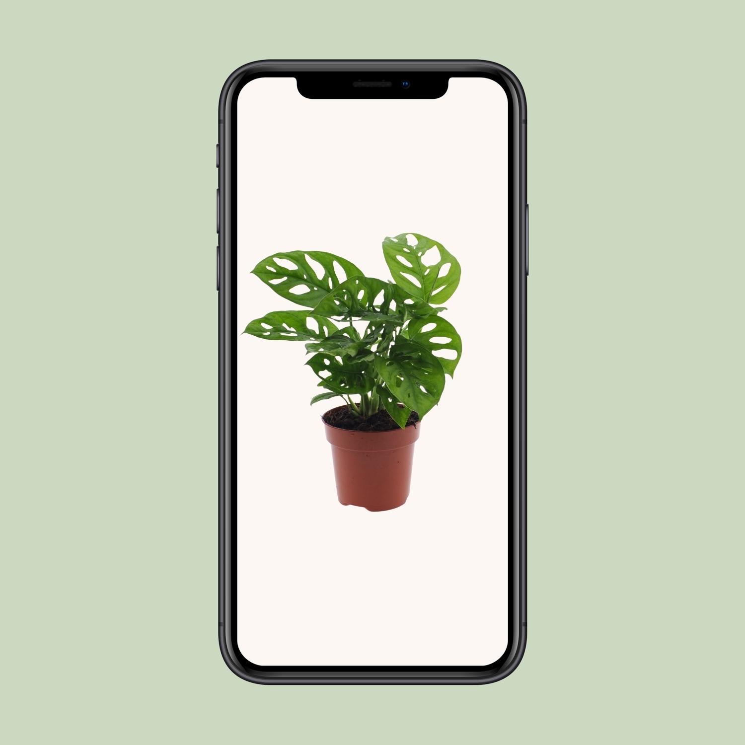 Monstera Monkey Leaf (Planta de agujero) - Ø12 cm - ↕30 cm