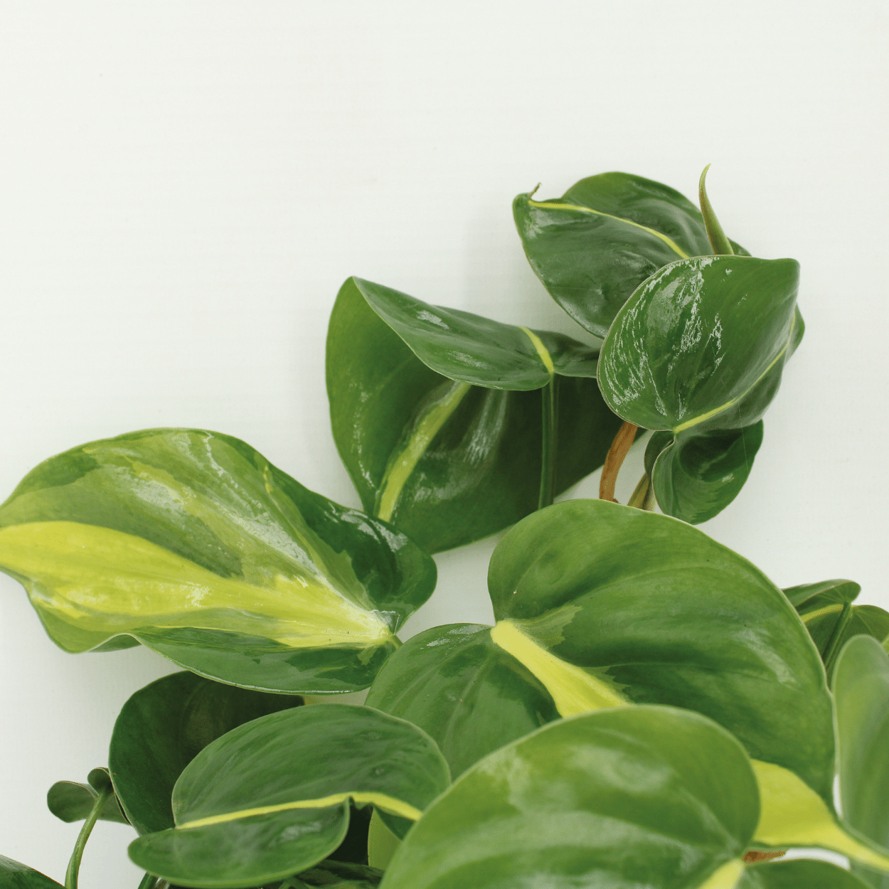 Philodendron Scandens Brasil - 4 pezzi - Ø12cm - ↕15cm