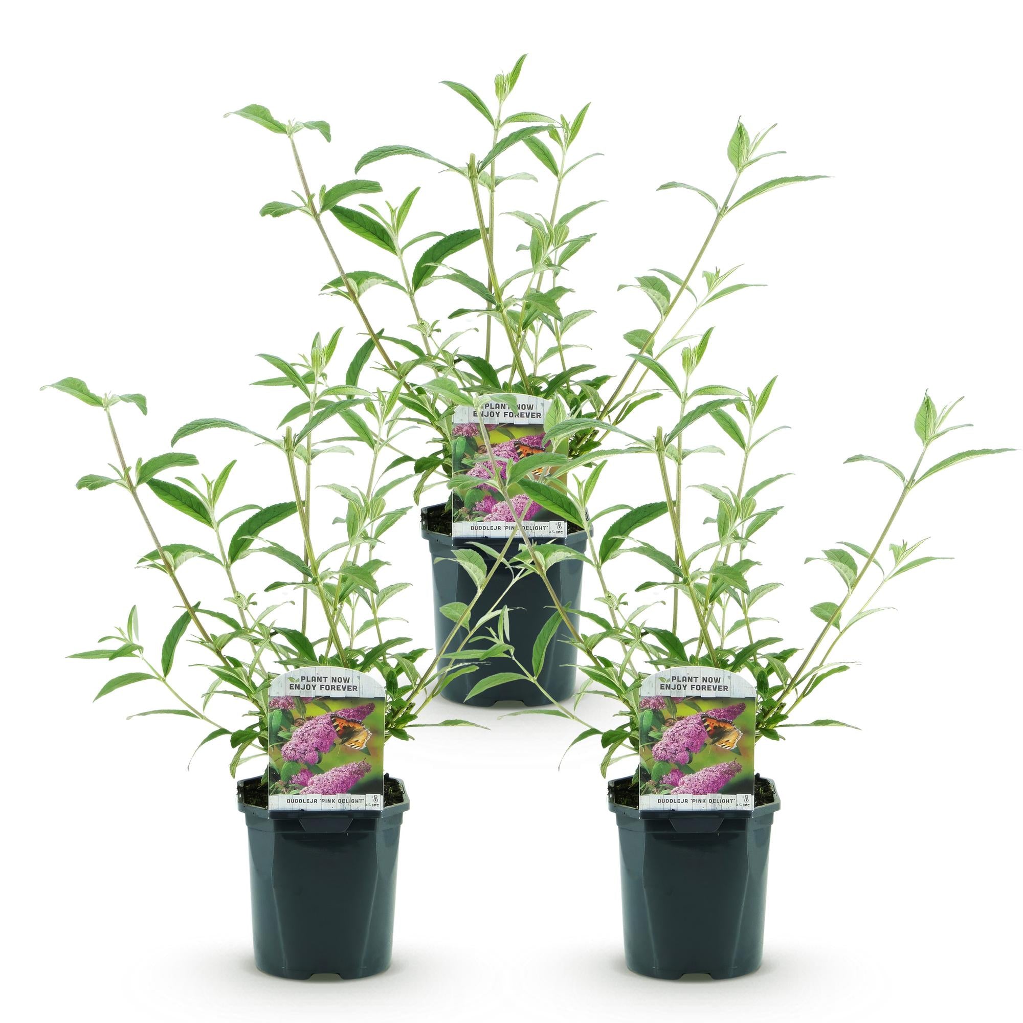 Buddleja davidii Pink Delight - Vlinderstruik - Winterhard - Roze - 3 Planten - Pot 17cm - Hoogte 45cm