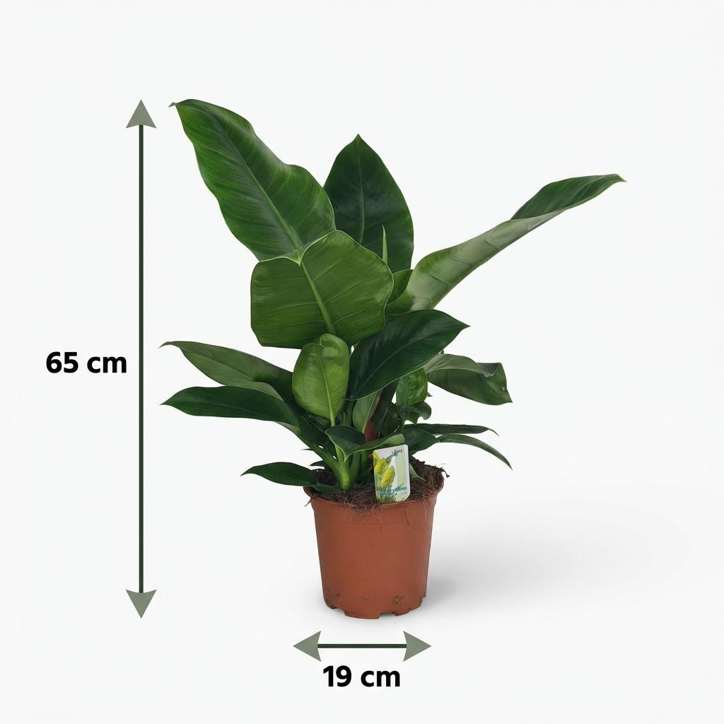 Philodendron Imperial Green - Groen - Weinig onderhoud - 1 Plant - Pot 19cm - Hoogte 65cm