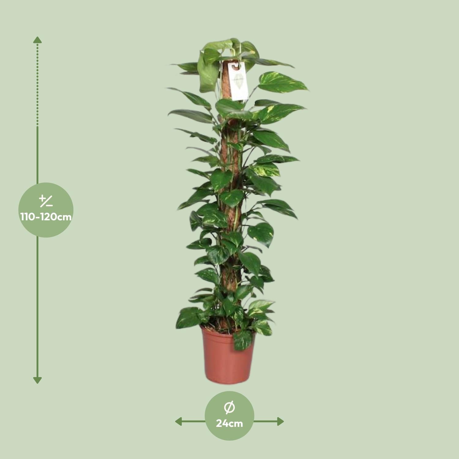 Epipremnum Pinnatum Mosstok Scindapsus - Ø24cm - ↕120cm