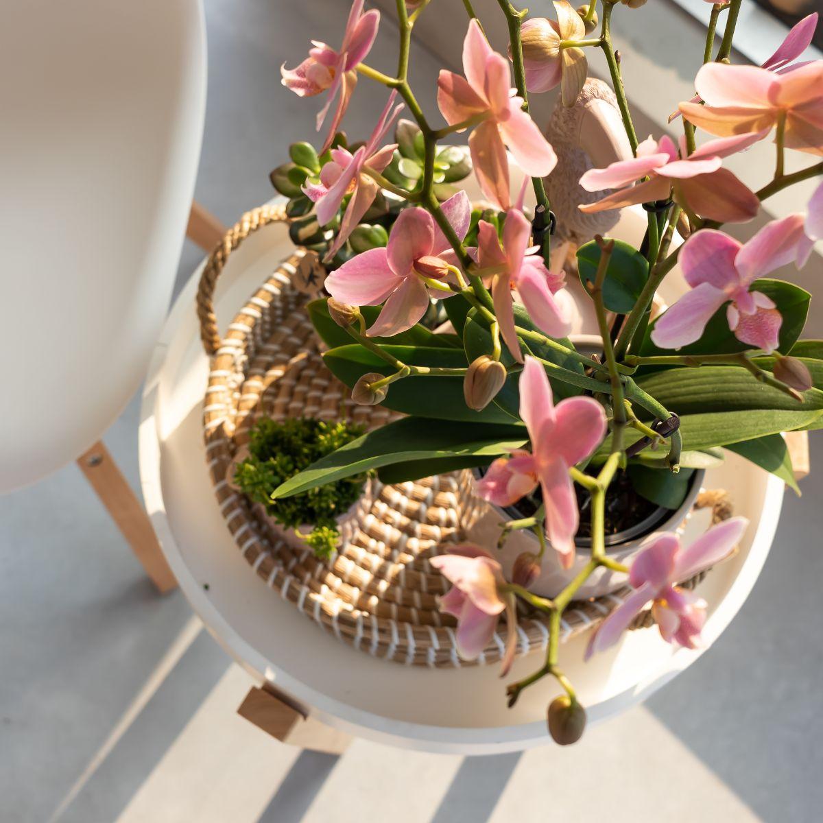 Kolibri Orchids | orchidea Phalaenopsis rosa antico - Jewel Treviso - vaso Ø9cm | pianta da appartamento fiorita - fresca dal coltivatore
