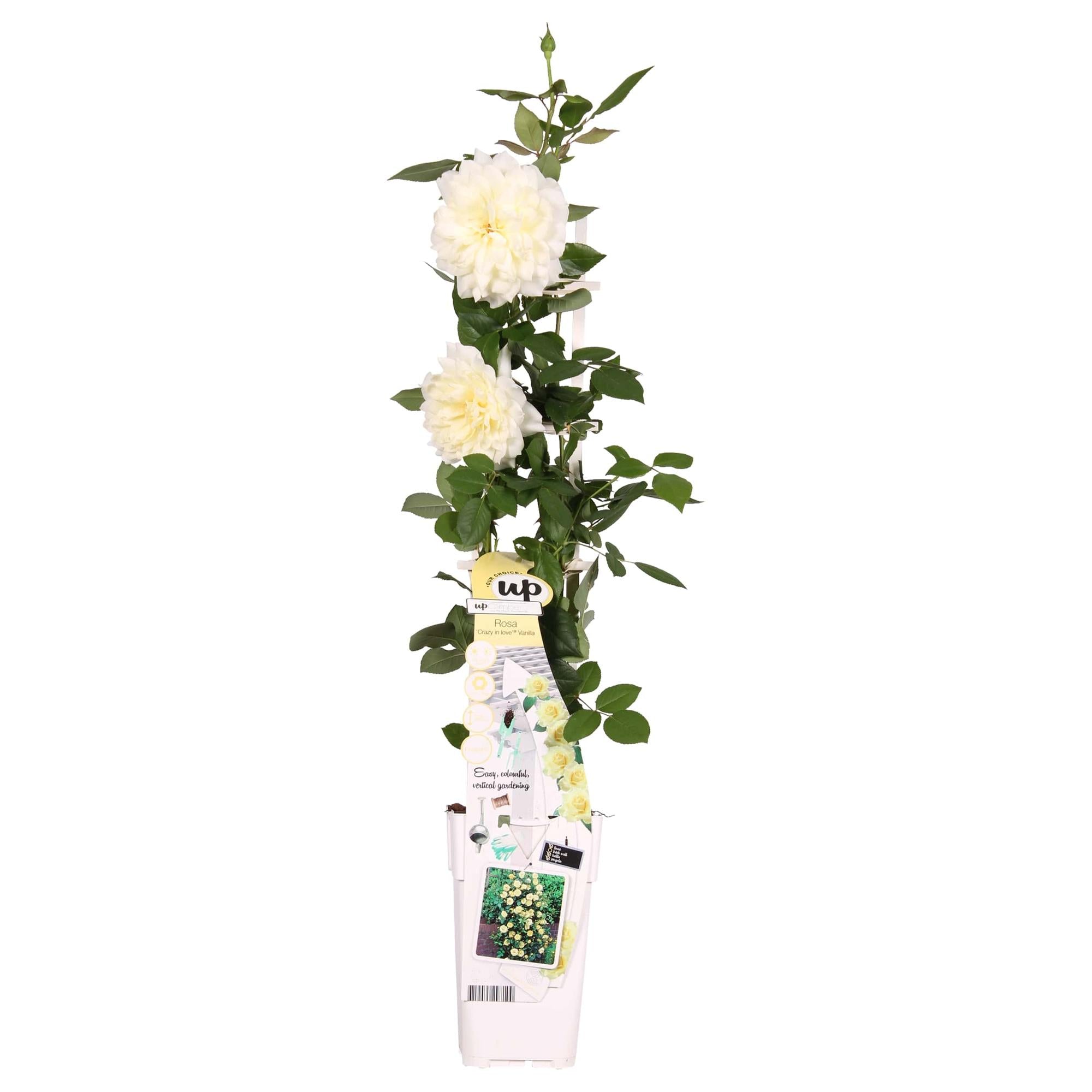 Rosa Crazy in love 'Vanille' - Rose crème - Ø15cm - ↕65cm