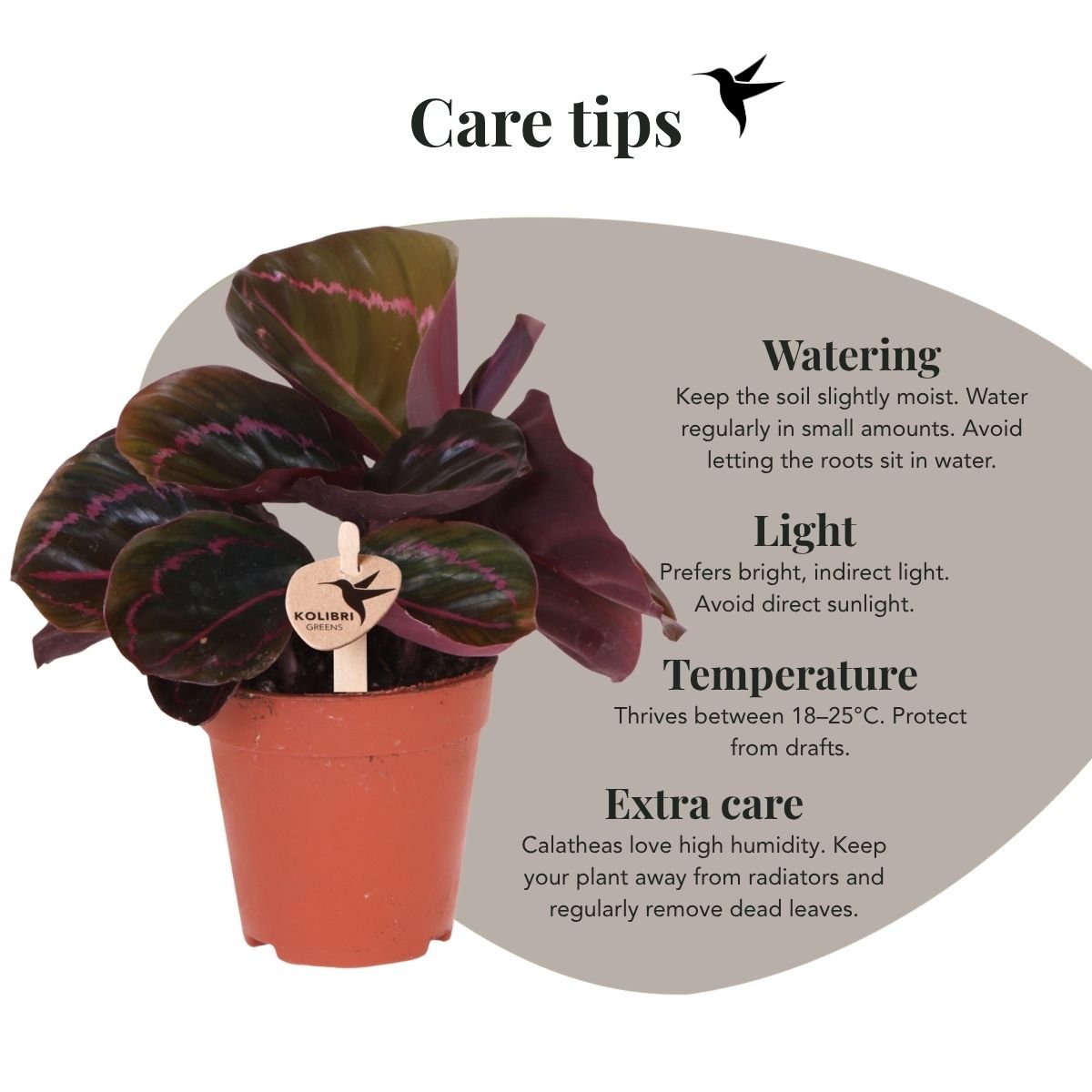 Kolibri Greens | Calathea Dottie - Ø9cm