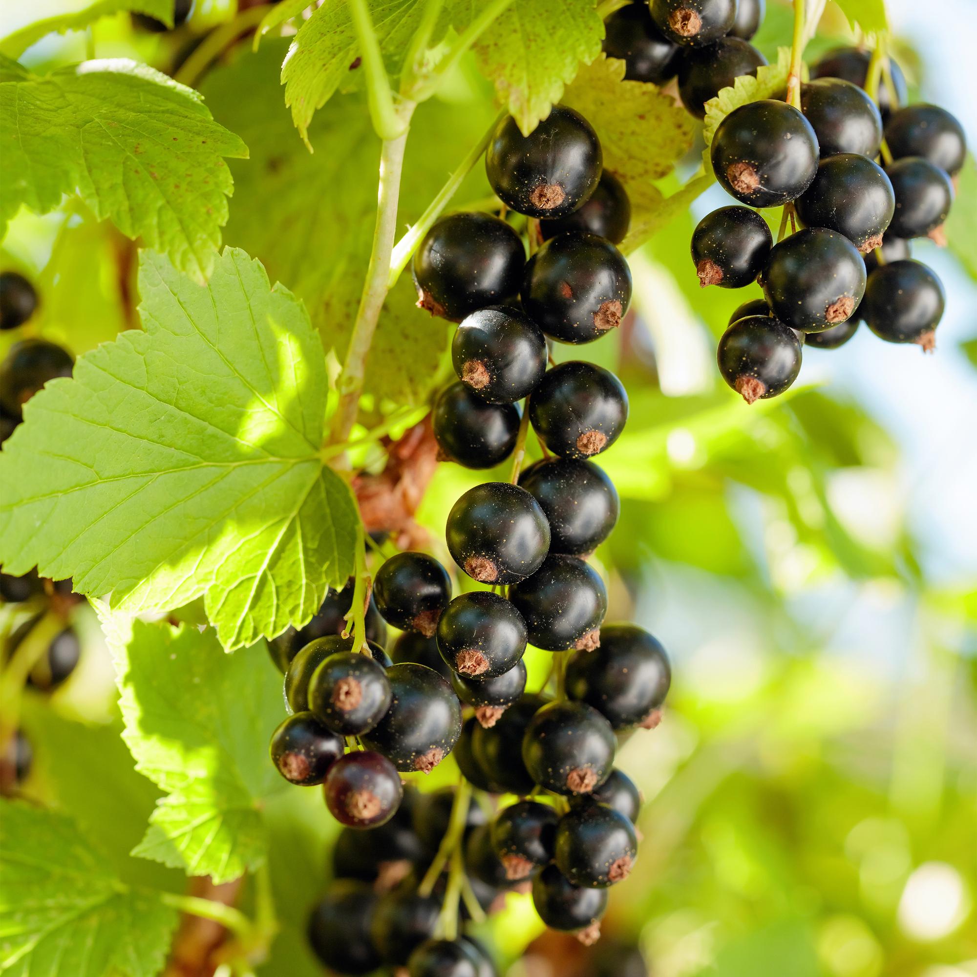 Green boutiQ - Pianta da frutto - Ribes nero - Ribes nigrum Titania - Ribes nero - 2 piante - Vaso 11cm Altezza 40cm