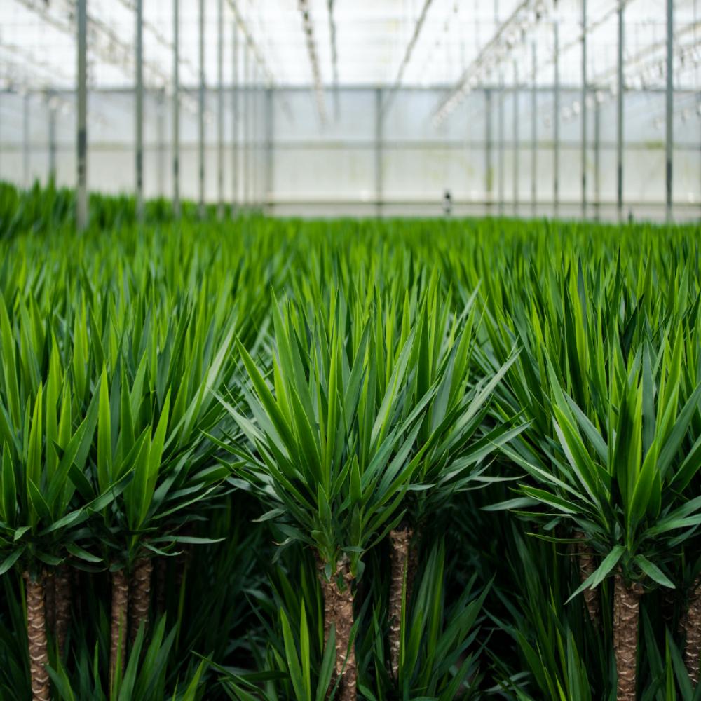 Yucca con cestino - ↨100cm - Ø21cm