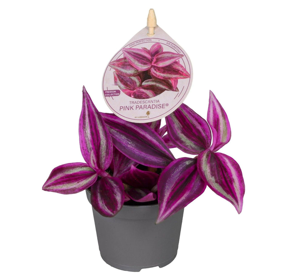 Tradescantia Pink Paradise® - Paars - Roze - Tropisch - Ø6cm - ↕5cm