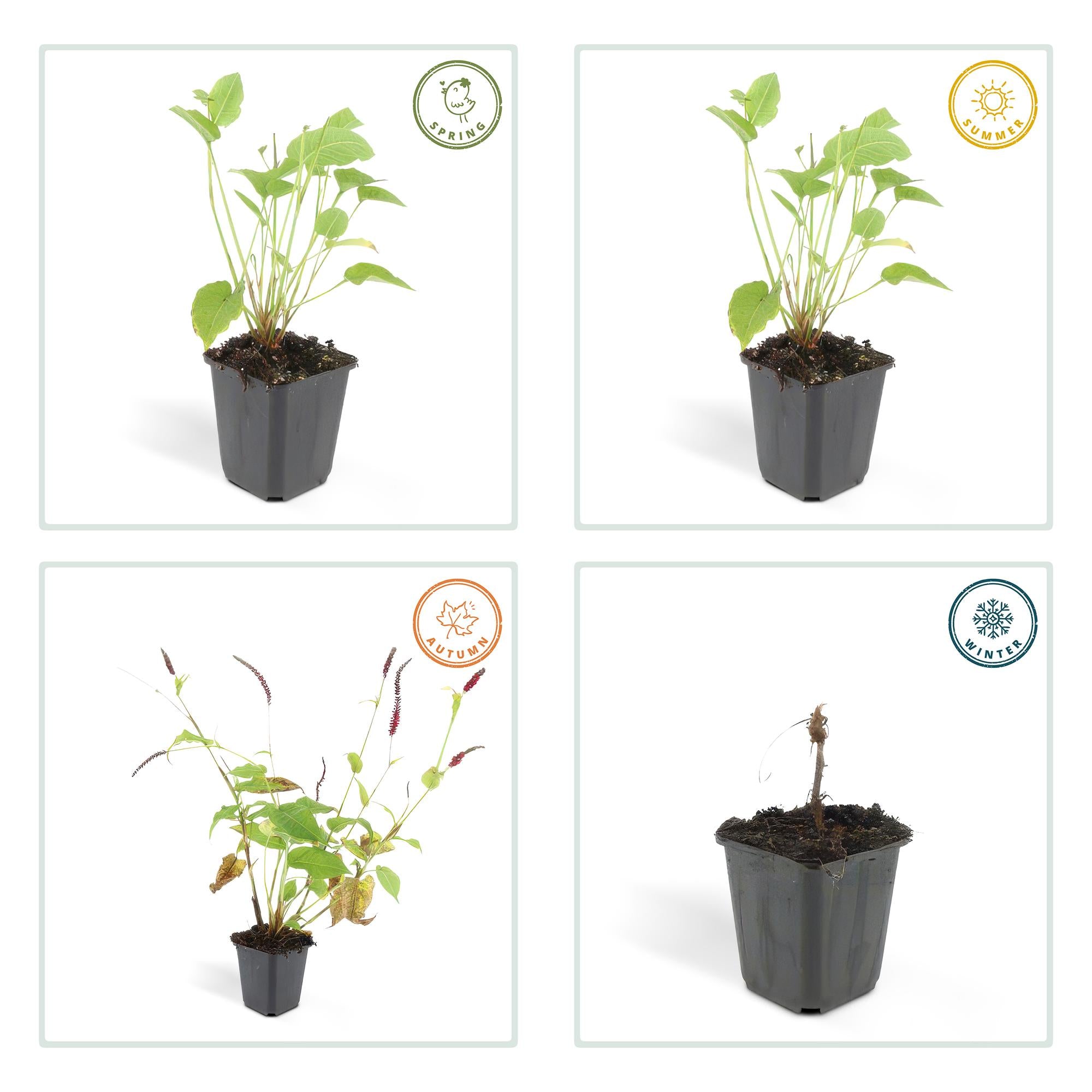 48x Persicaria amplexicaulis - ↕10-25cm - Ø9cm