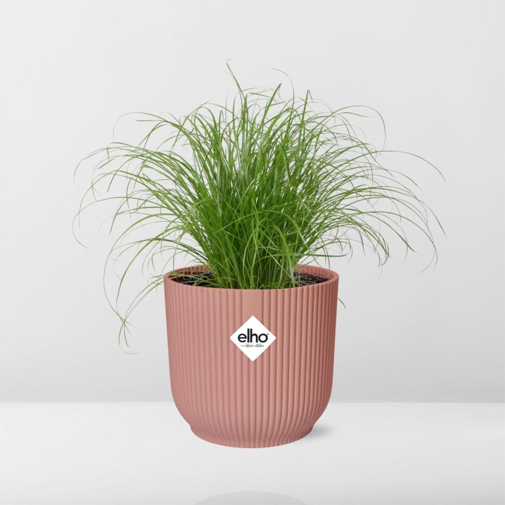 Cyperus Alternifolius Zumula en ELHO Vibes Fold 14cm rose