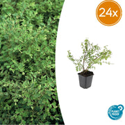 24x Symphoricarpos ch. 'Hancock' - ↕10-25cm - Ø9cm
