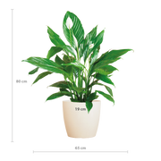 Spathiphyllum met Viber wit - 80cm - Ø21