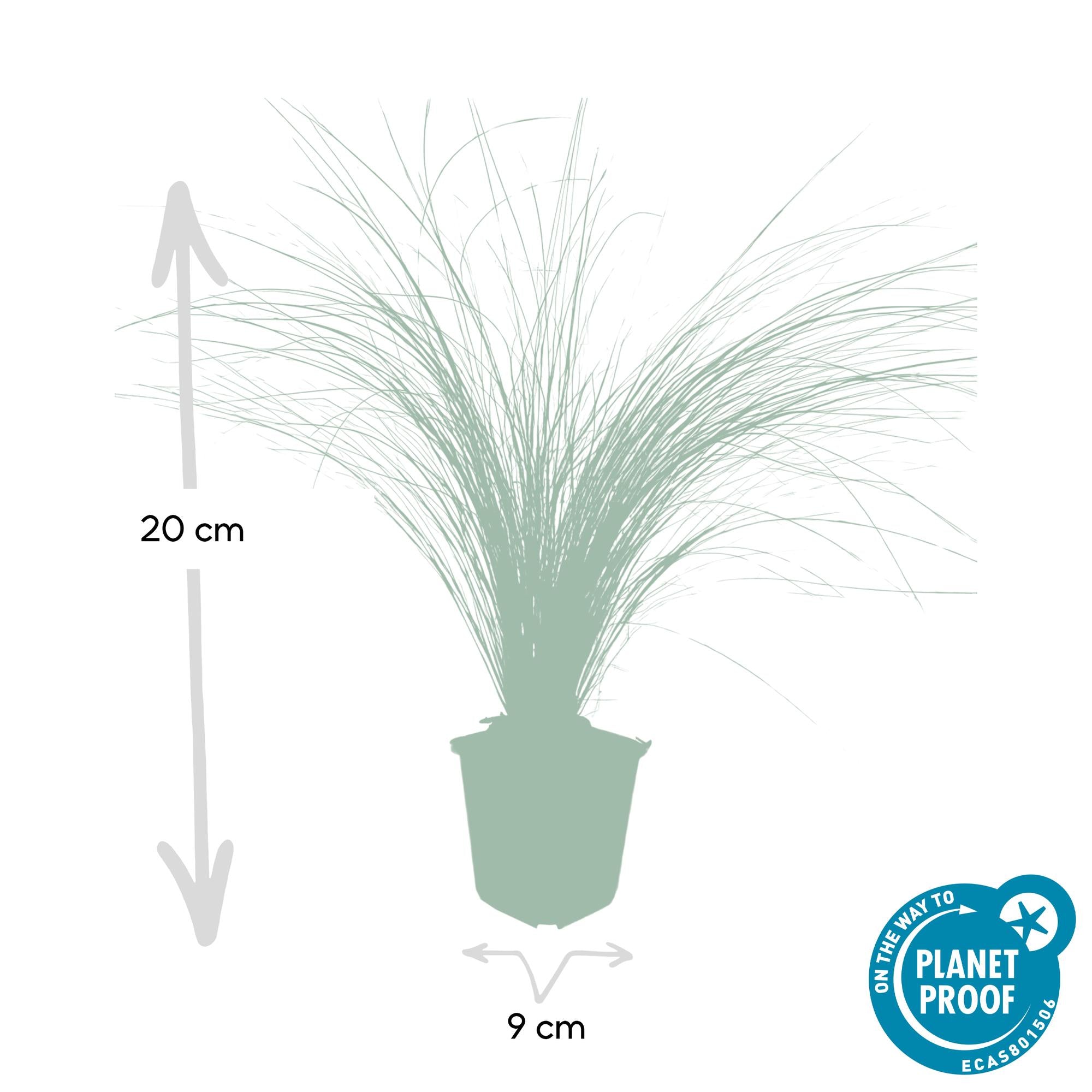 6x Stipa tenuissima 'Queues de cheval' - ↕10-25cm - Ø9cm