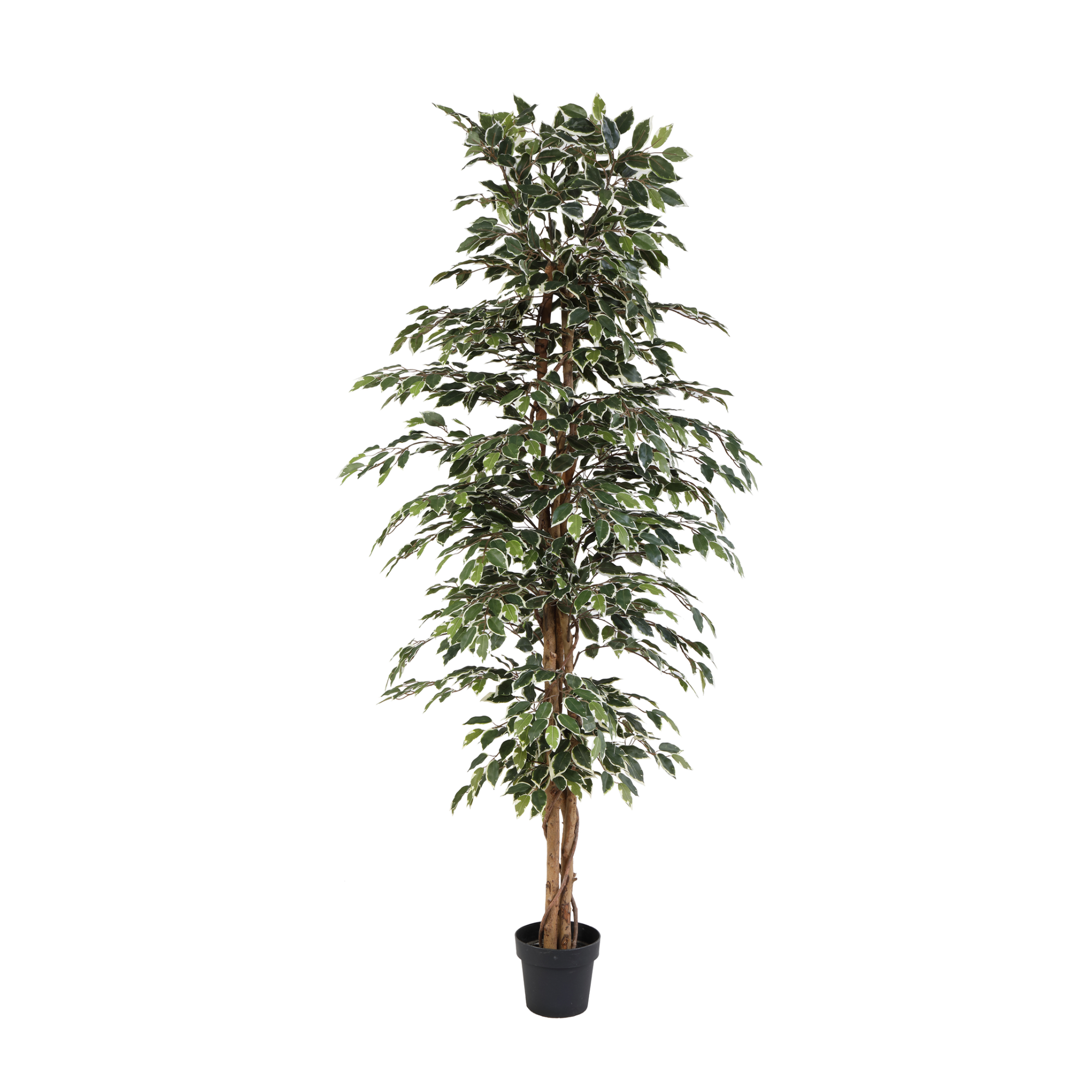 Kunstplant Ficus benjamina variegata - 205cm