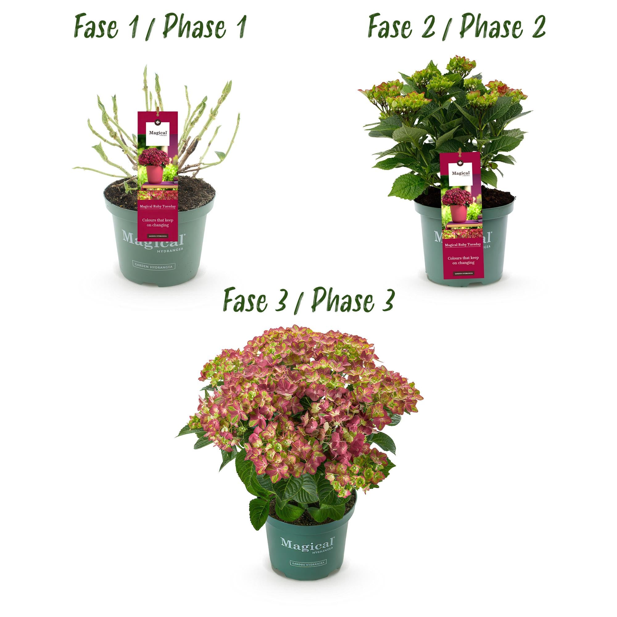 Hortensia - Hydrangea Magical Teusday & Saphire - Rood - 6-10 Bloemen - Pot 23cm Hoogte 55cm