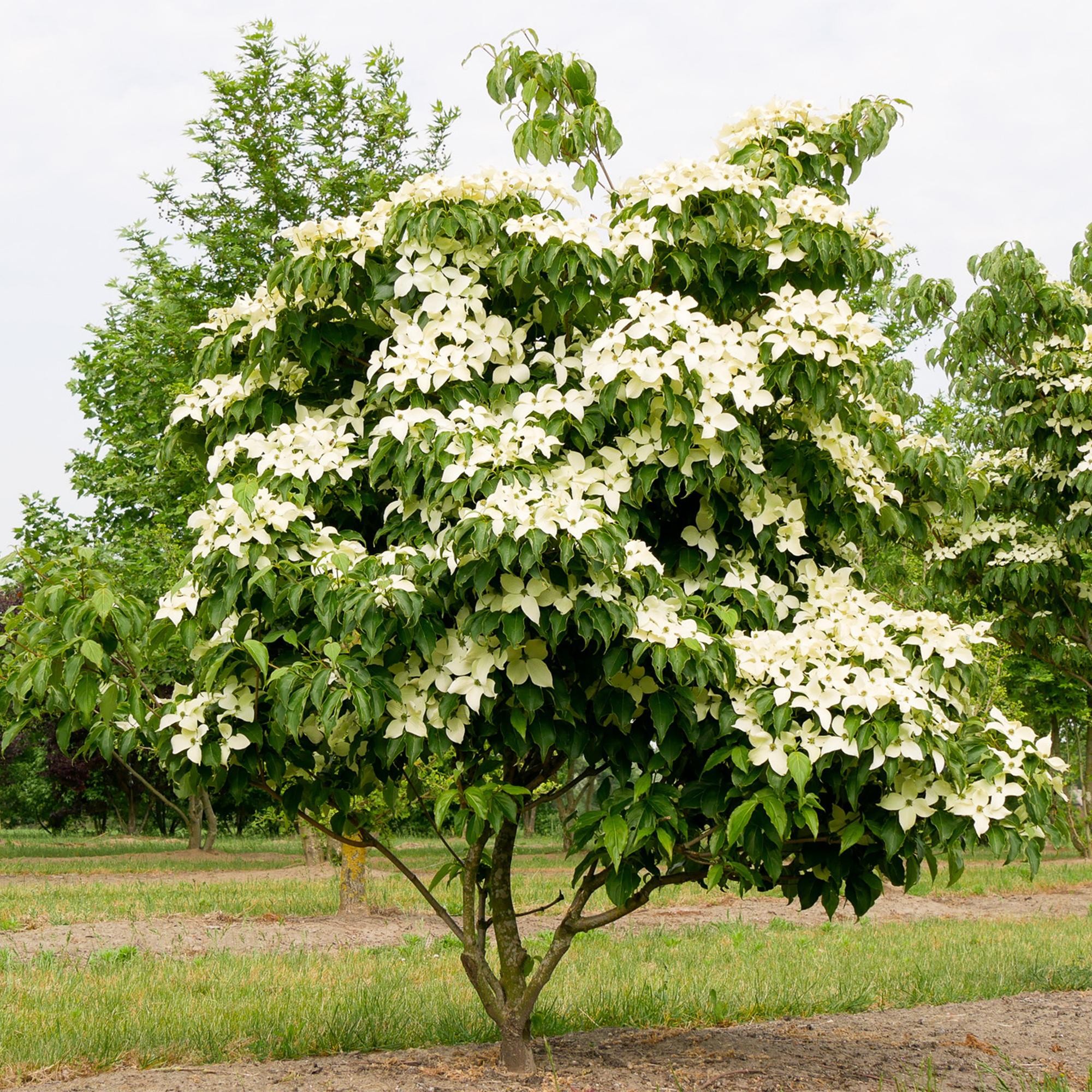 Cornus kousa chinensis - Bloem Wit - 3 Planten - Bladverliezend - Weinig Onderhoud - Pot 12cm Hoogte 35cm