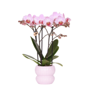 Kolibri Orchids | Roze Phalaenopsis Orchidee - Mineral Antwerpen in Horizon Sierpot Lichtroze - Ø9 cm