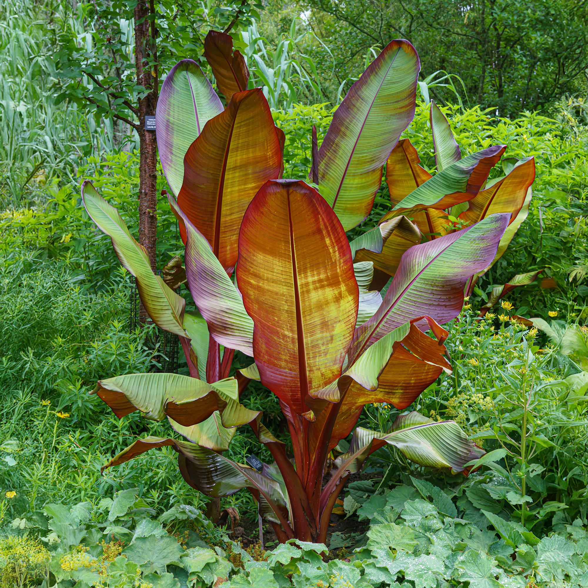 Green boutiQ – Obstpflanze – Bananenpflanze – Ensete ventricosum Maurelli – Winterhart – 2 Pflanzen – Topf 12 cm, Höhe 30 cm