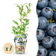 Blauwe Bes - Vaccinium corymbossum Northland - Winterhard - 3 Planten -Pot 9 cm - Blauwe Bes