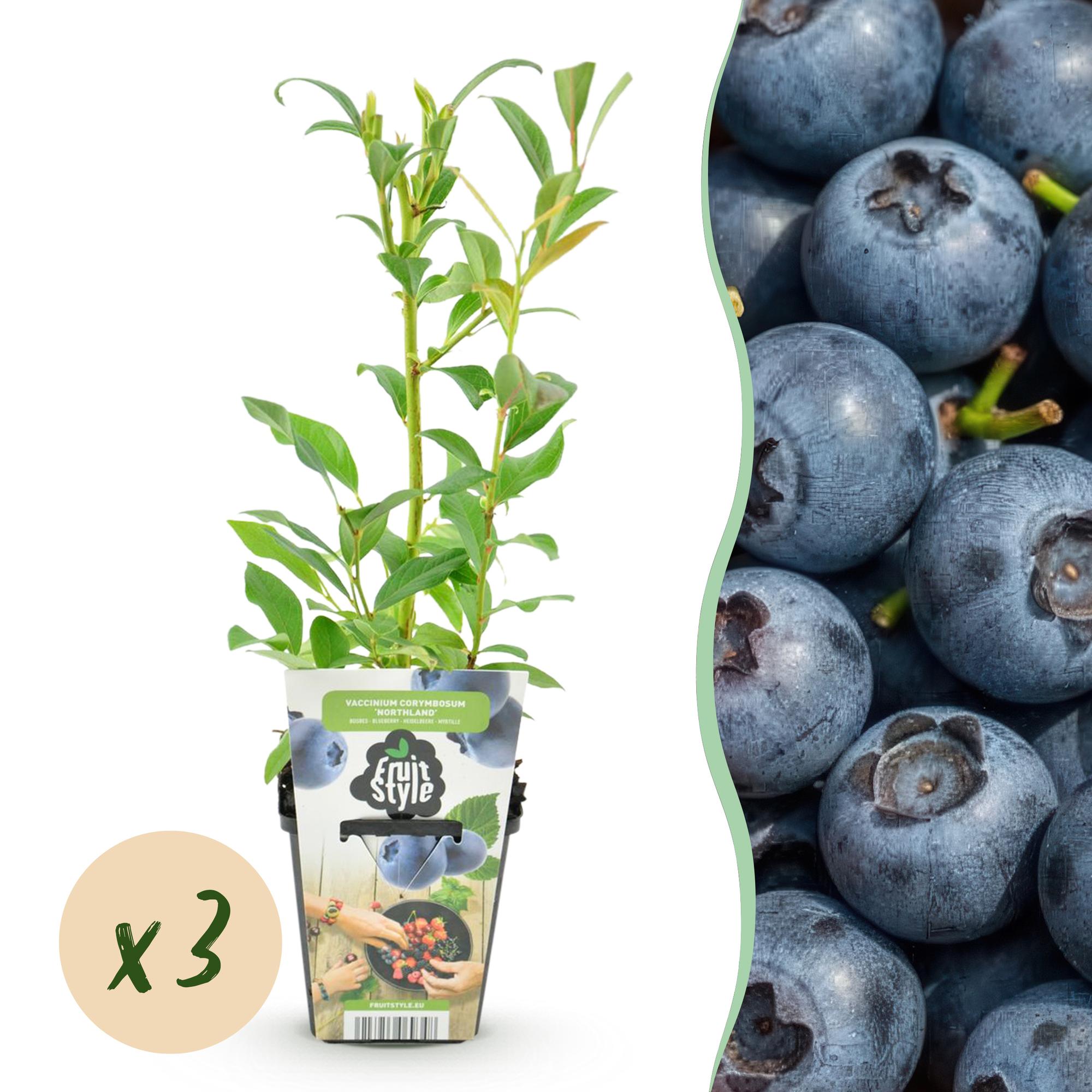 Blauwe Bes - Vaccinium corymbossum Northland - Winterhard - 3 Planten -Pot 9 cm - Blauwe Bes