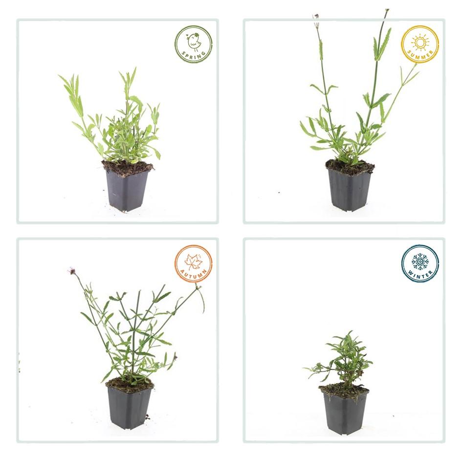 12x Verveine bonariensis - ↕10-25cm - Ø9cm