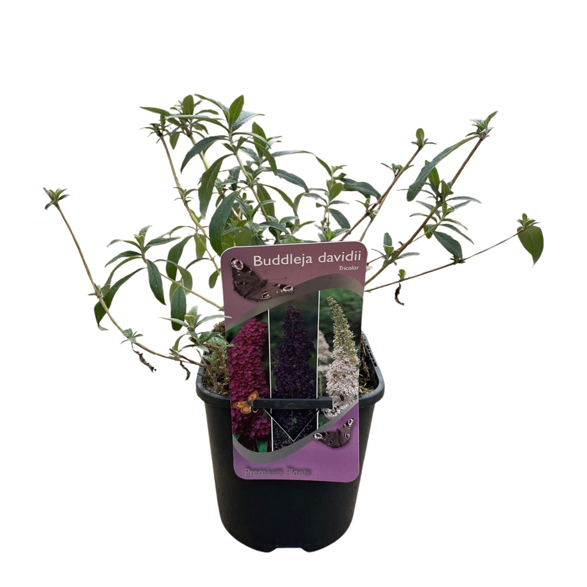 Vlinderstruik - Buddleja davidii Tricolour - Bloem Roze , Wit en Paars - 3 Planten - 1m2 - Bladverliezend - Vlinderlokkend -  Pot 17cm Hoogte 30cm
