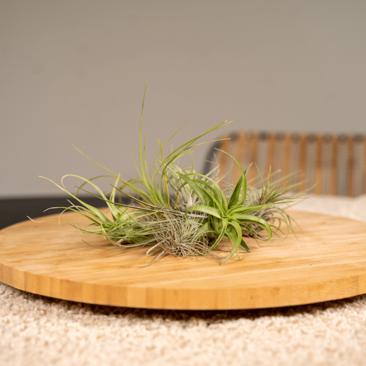 Tillandsia Air mix - 10 pezzi - 6 cm - ø6